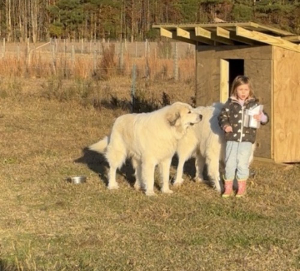 Our daughter with our dogs by their house