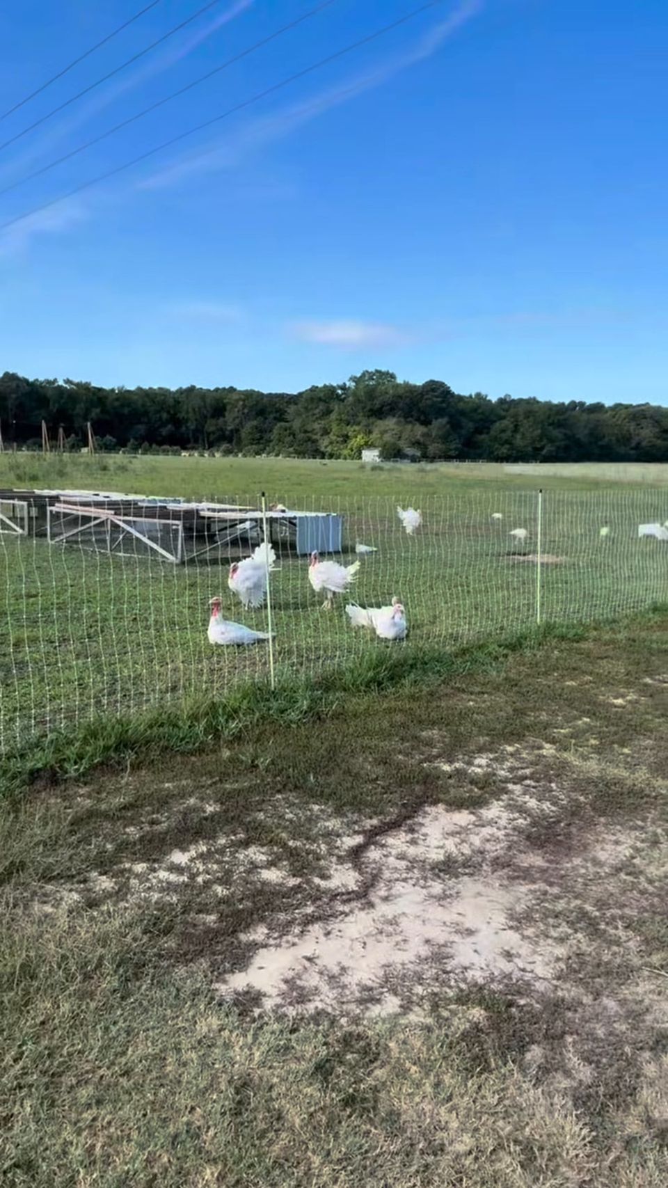 White turkeys roaming green pasture