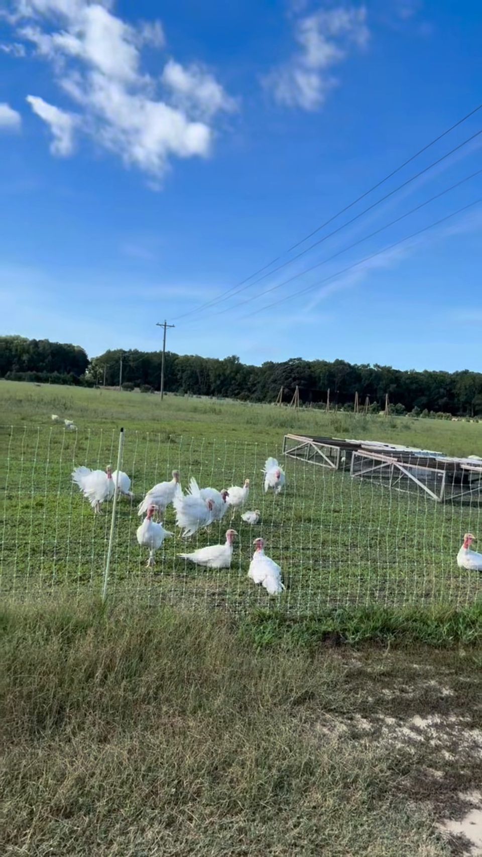 White turkeys on pasture under a blue sky